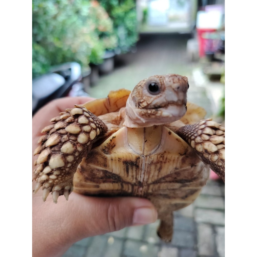 Mainan Hiasan Kura Kura Darat Sulcata