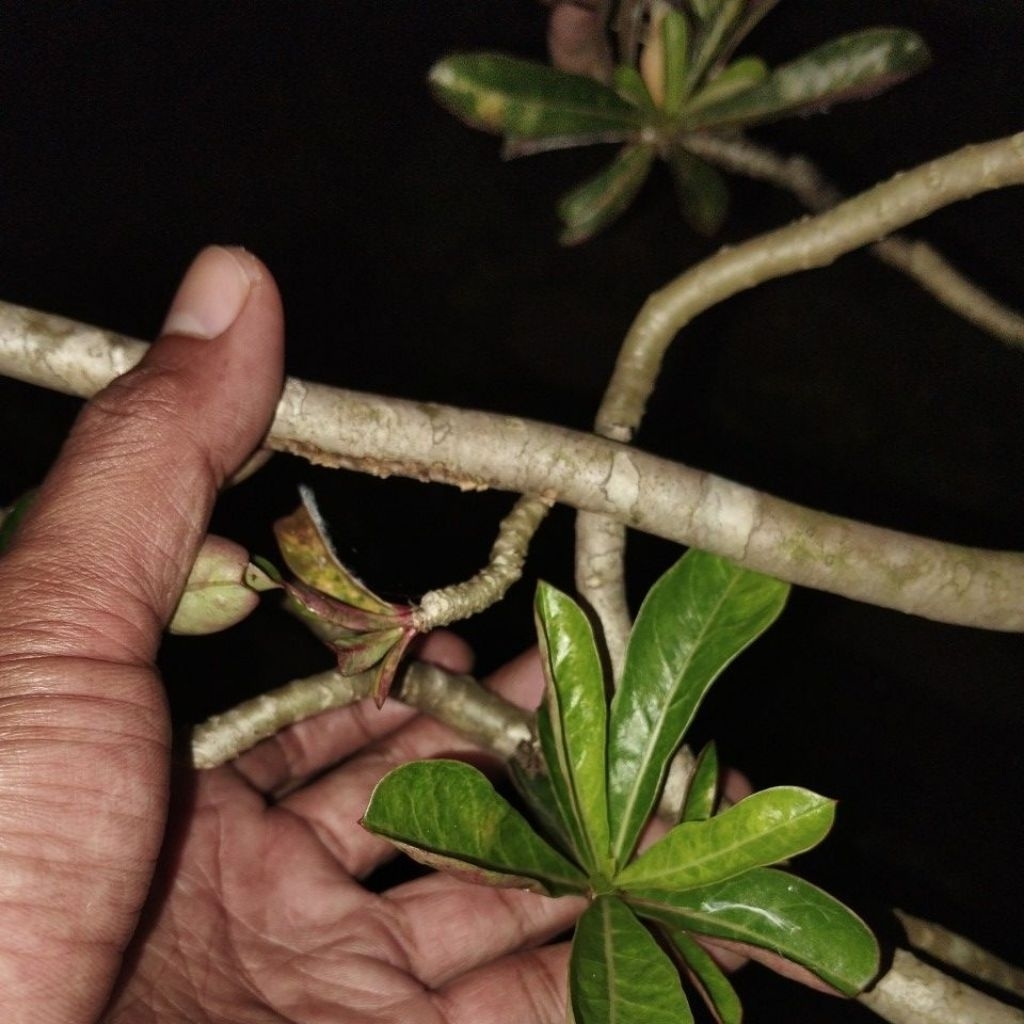 5 entres adenium bunga tumpuk