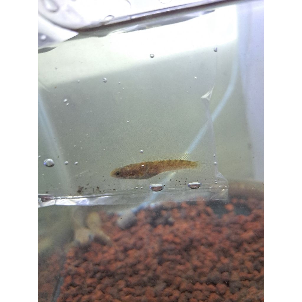 chana limbata wc baby 3 cm up