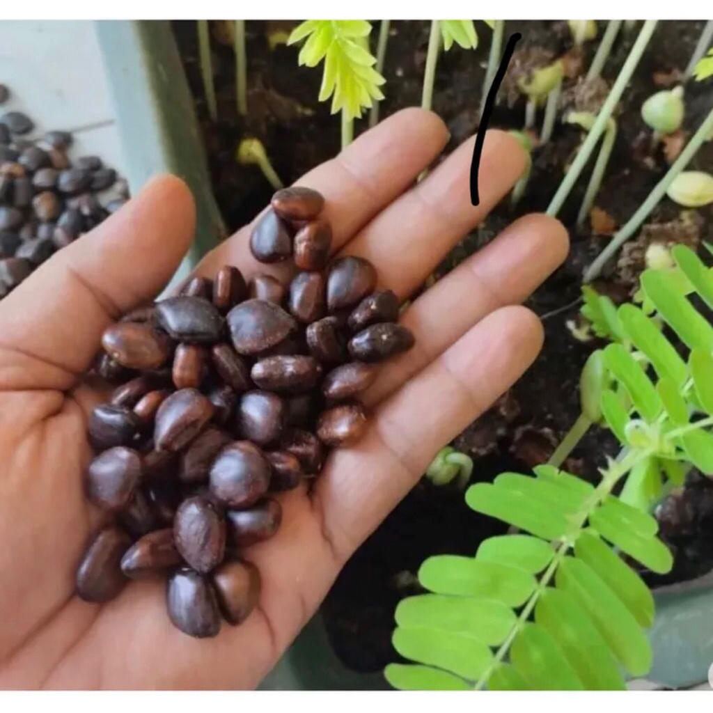 biji asam jawa pilihan bahan bonsai tamarind 10biji