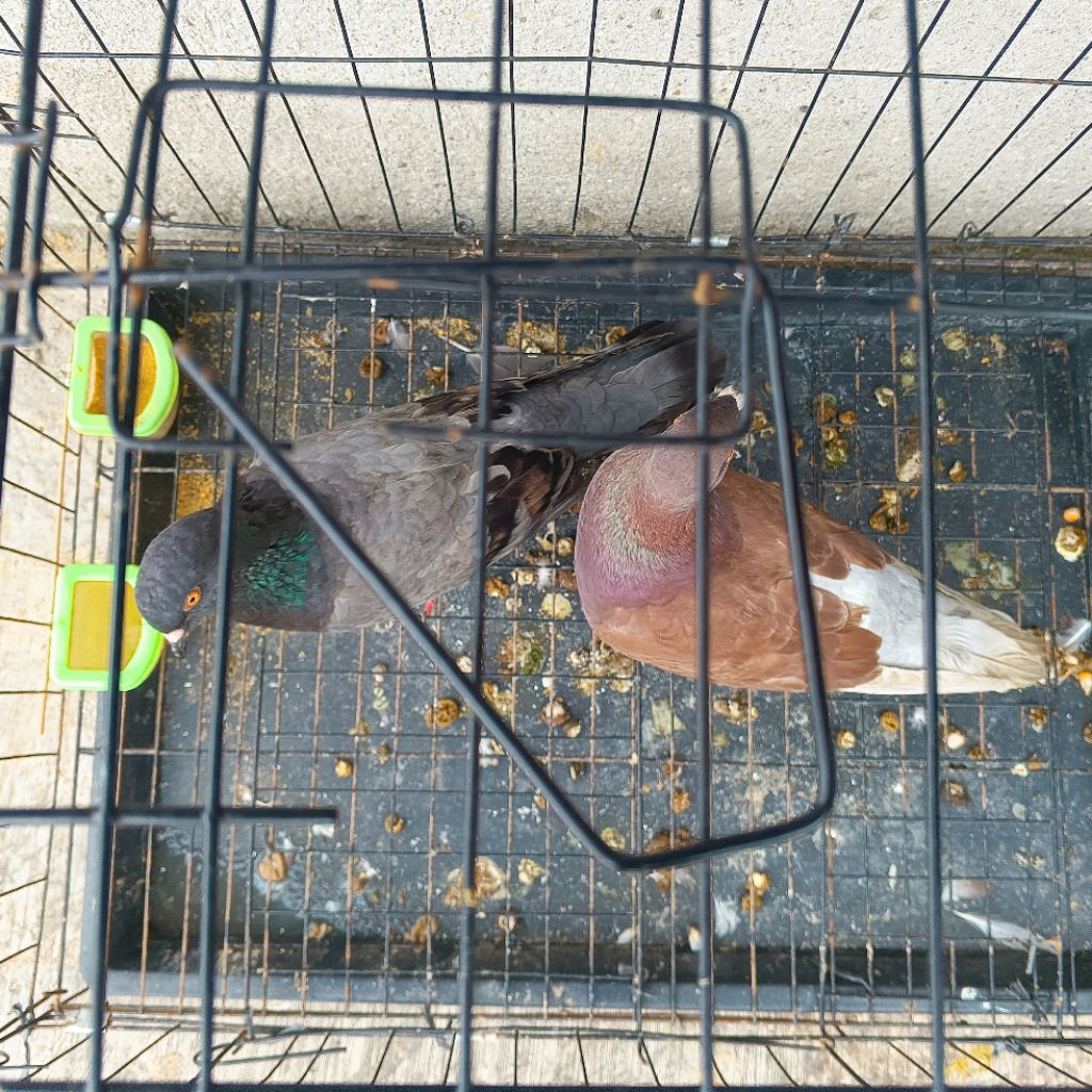 Burung dara kelabu megan sepasang giring