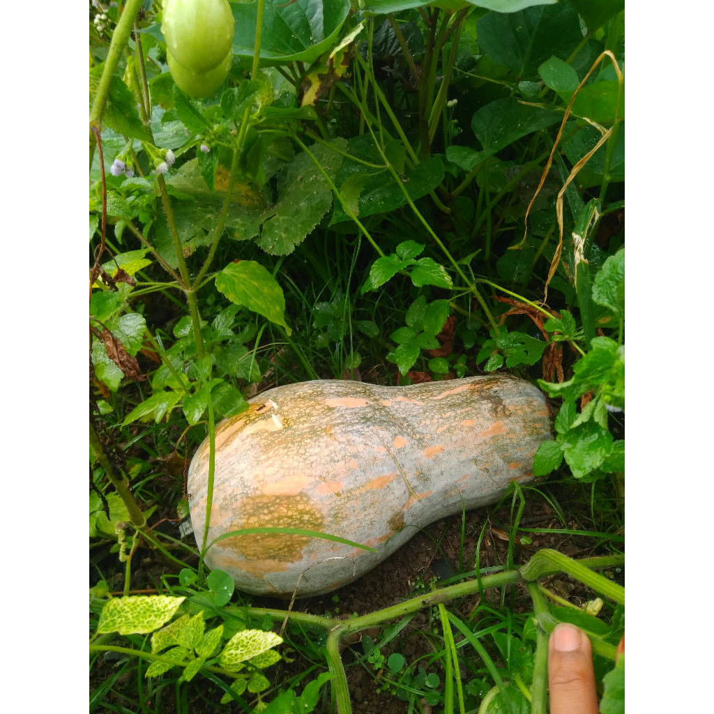 Labu Kampung, Labu Manis, Labu Kolak, Labu Kue, Labu Kuning Lonjong, Waluh Termurah STOK TERBATAS