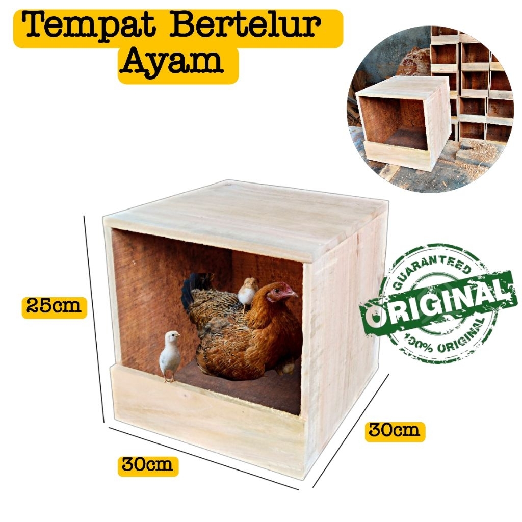 Tempat bertelur Ayam kate | Ayam jawa tempat mengeram telur ayam Box jumbo