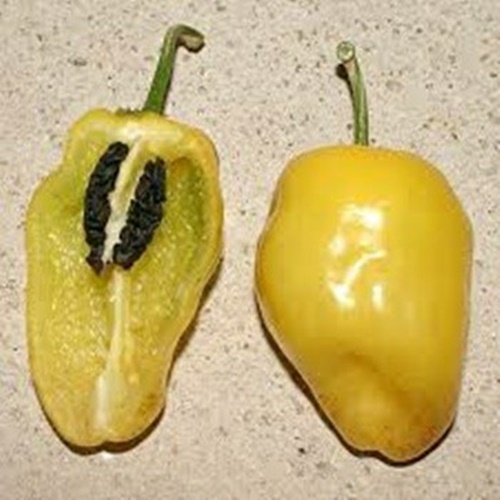 3 Biji Benih PEPPER Yellow Rocoto