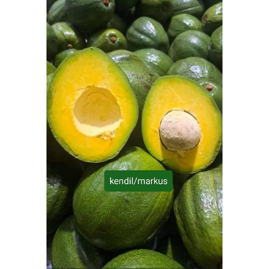 alpukat kendil
