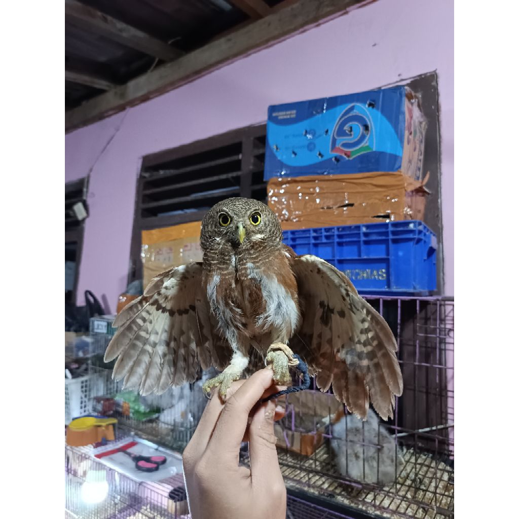 JAVAN OWLET JUVE REMAJA