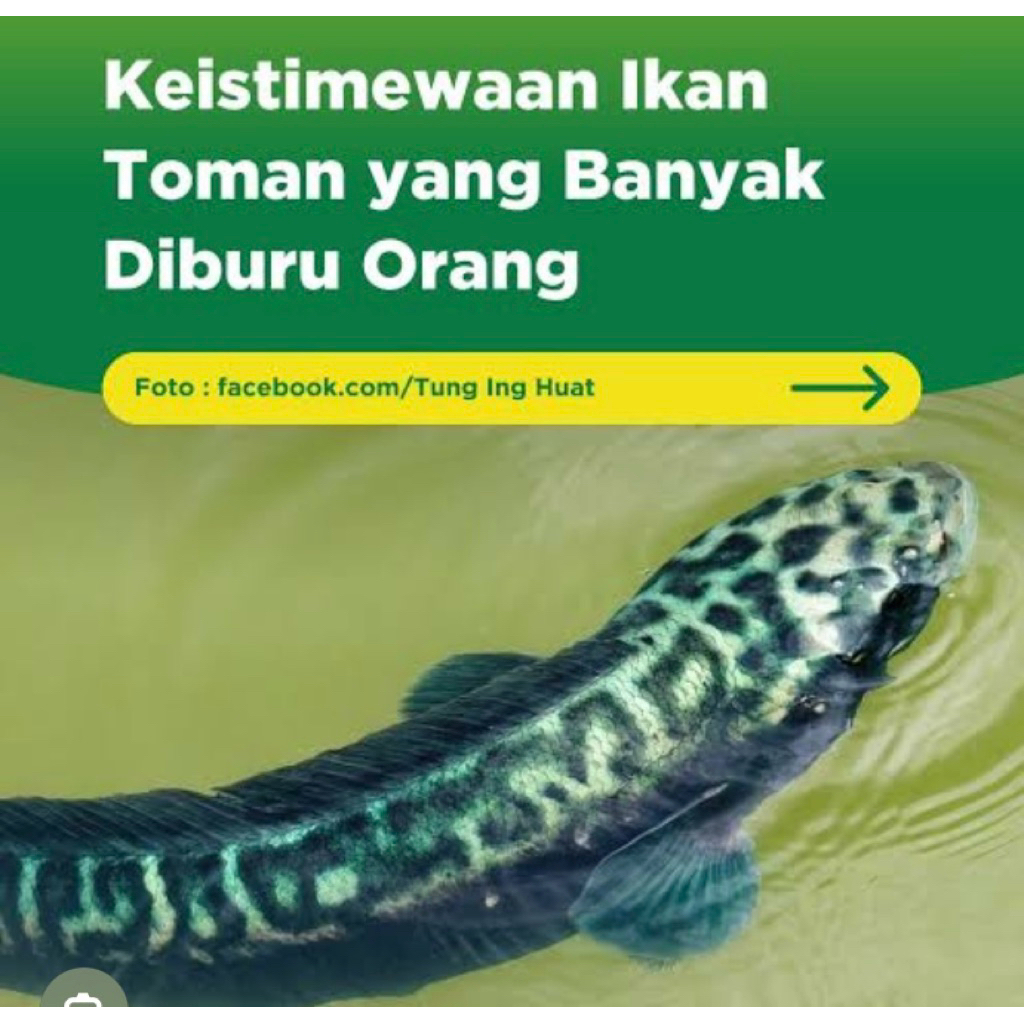 paket koleksi toman jumbo 17-20cm