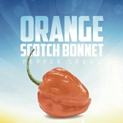 3 Biji Benih PEPPER Orange Scotch Bonnet
