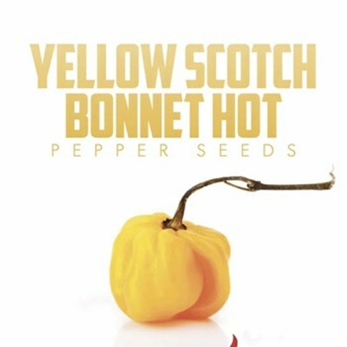 3 Biji Benih PEPPER Yellow Scotch Bonnet
