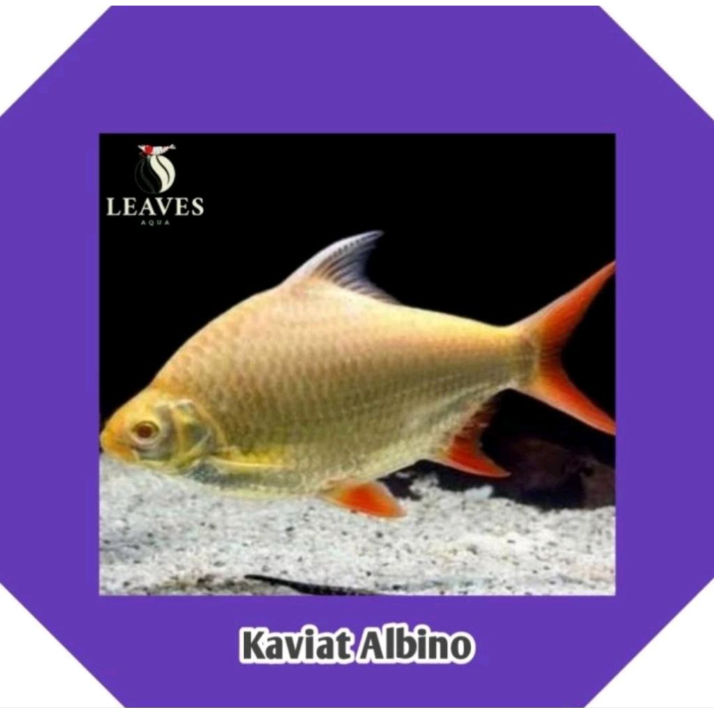 ikan kaviat albino big size jumbo