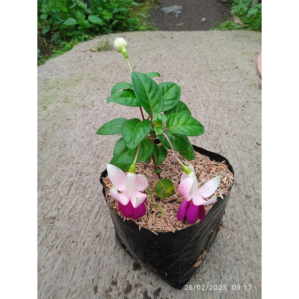 fuchsia / lonceng cina / anting india