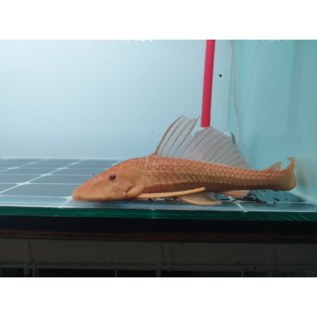 Ikan sapu sapu albino