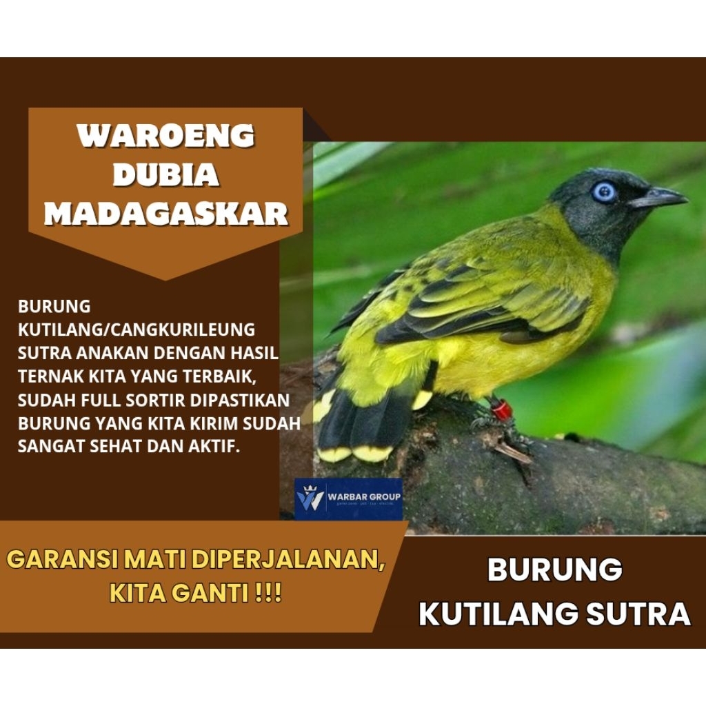 Burung kutilang sutra anakan KUALITAS DARI INDUKAN GRADE A ( GARANSI )