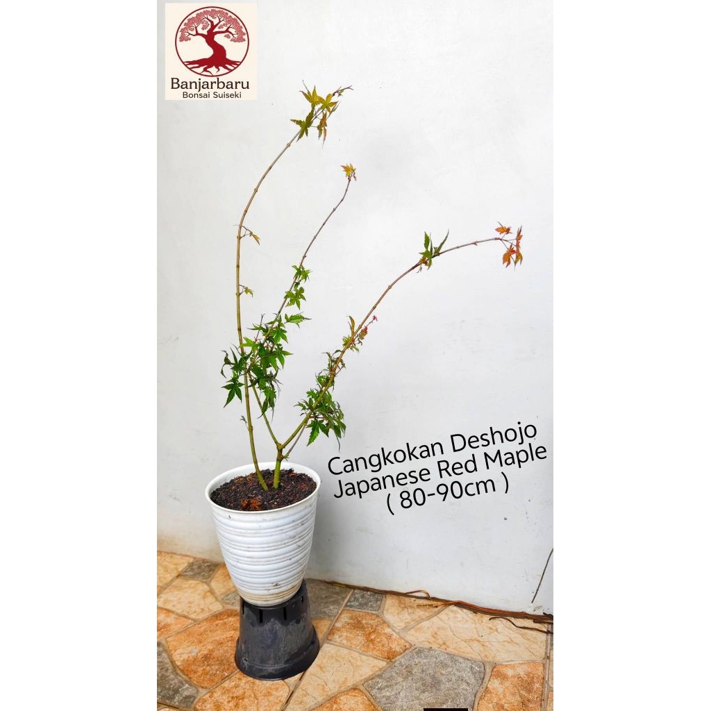 Maple jepang Deshojo Japanese Red Maple cangkokan