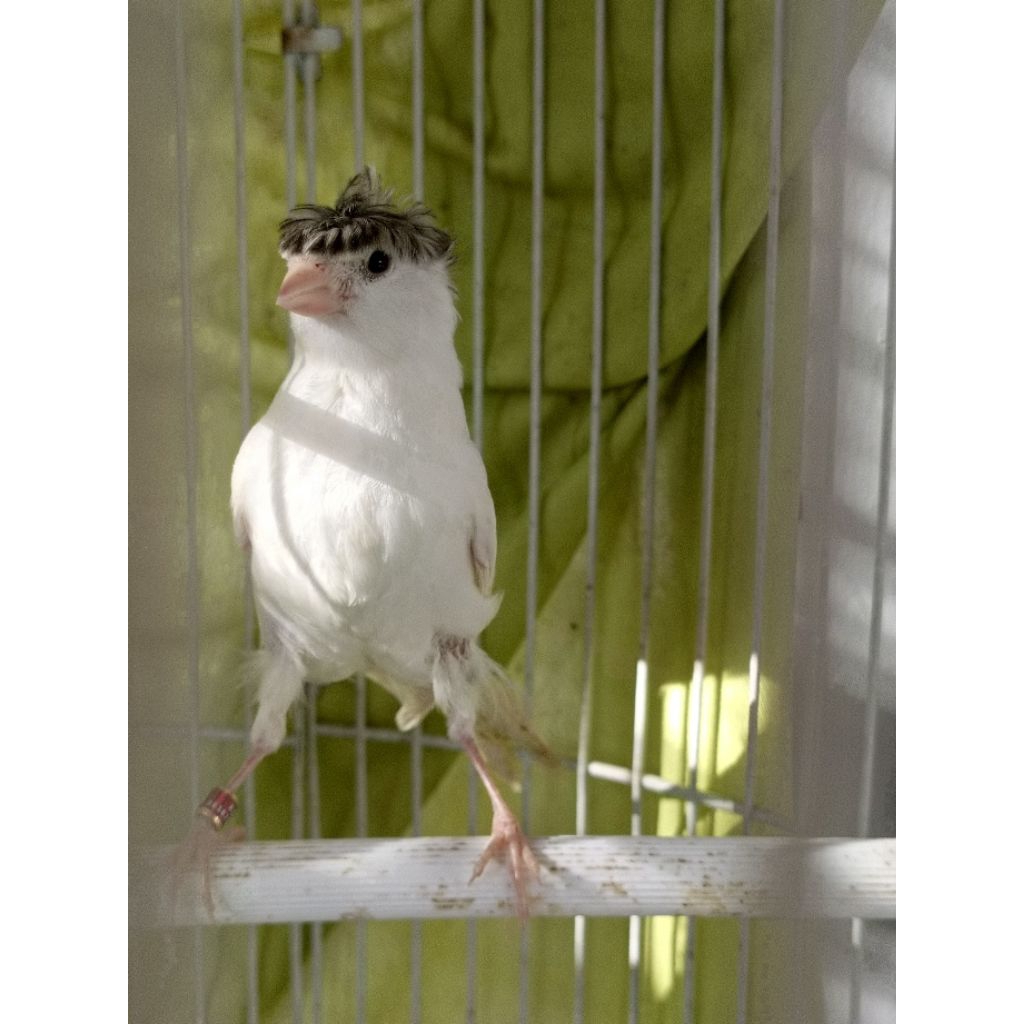 kenari jambul kualitas