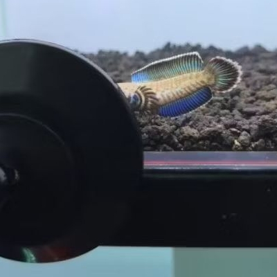 channa andrao calon gondrong ( free stiker)