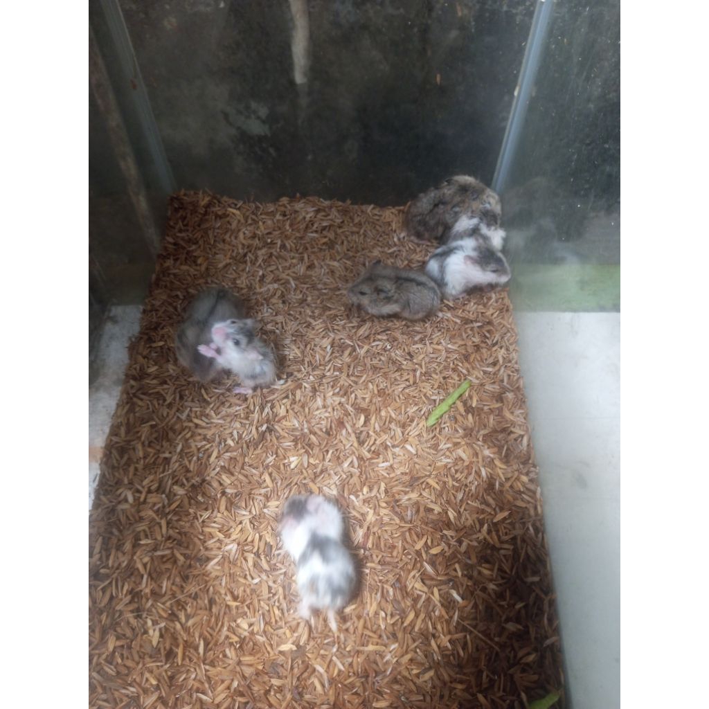 hamster campbell anakan