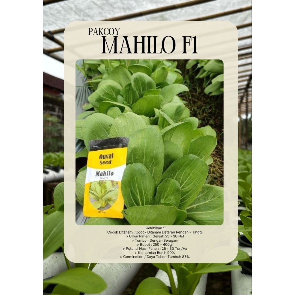 benih pakcoy mahilo F1 ouval seed bibit pakcoy