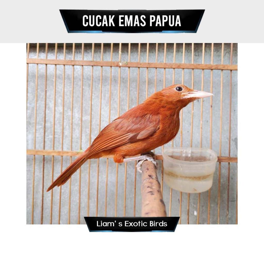 Cak Mas Pilihan Rajin Bunyi