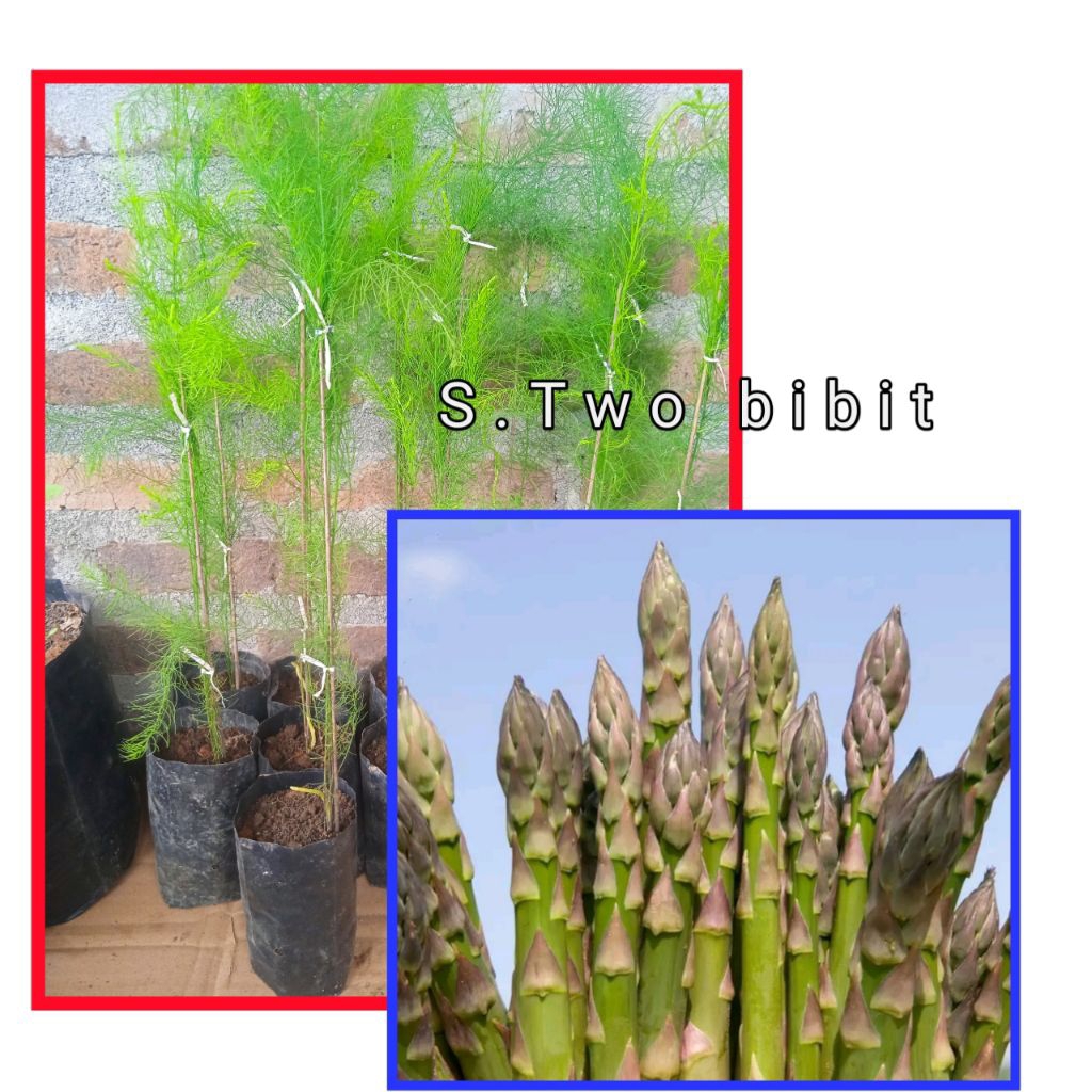 Bibit Asparagus sayur ,tanaman hidup,siap tanam, jenis F1 Mary washington, usia -+3bulan
