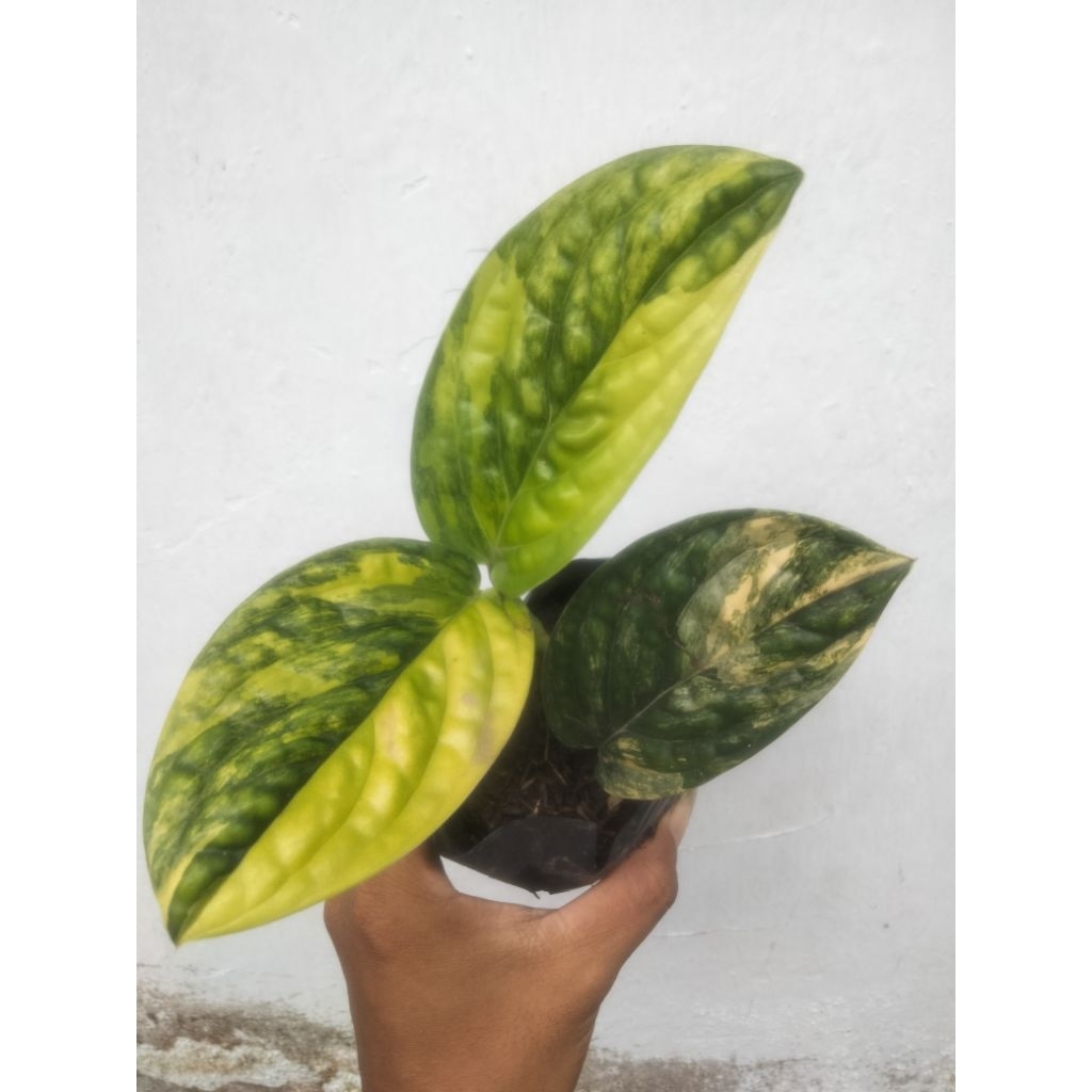 tanaman hias sirih badak varigata yellow