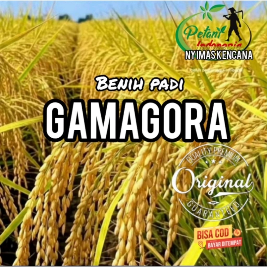 BENIH PADI GAMAGORA 7 BERKUALITAS KEMASAN 1KG