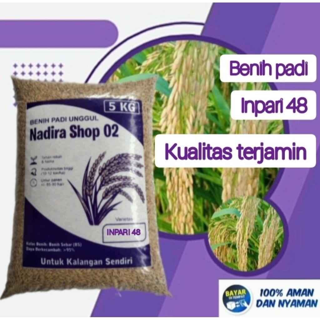 Benih bibit padi inpari 48 kemasan 5kg kualitas terjamin