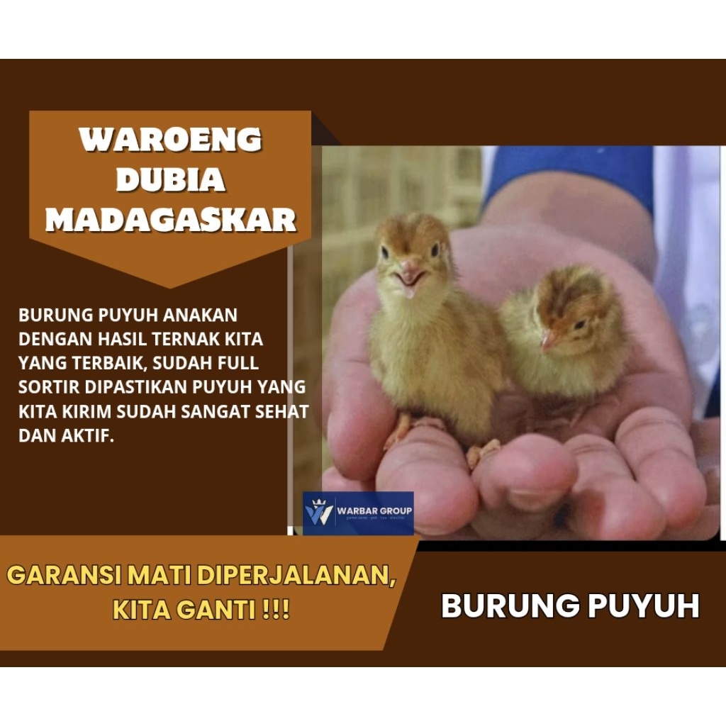 Burung puyuh anakan KUALITAS DARI INDUKAN GRADE A ( GARANSI )