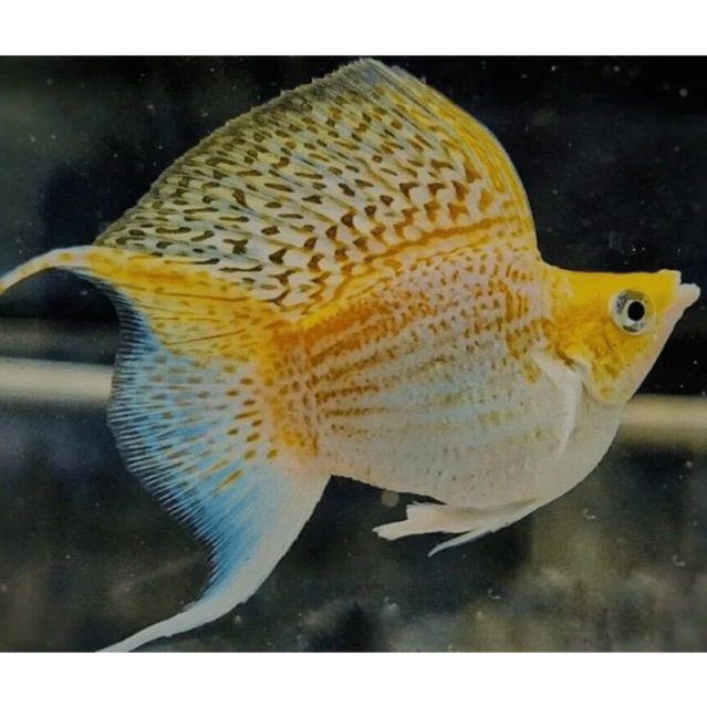 Molly Balon Thailand Cawang lyretail sehat lincah siap breeding + packing Double