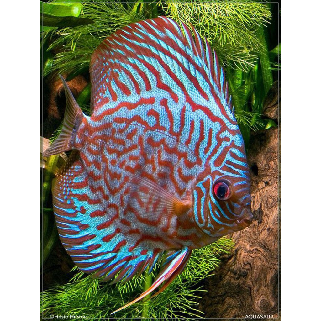 DISCUS TURQUOISE AQUARIUM