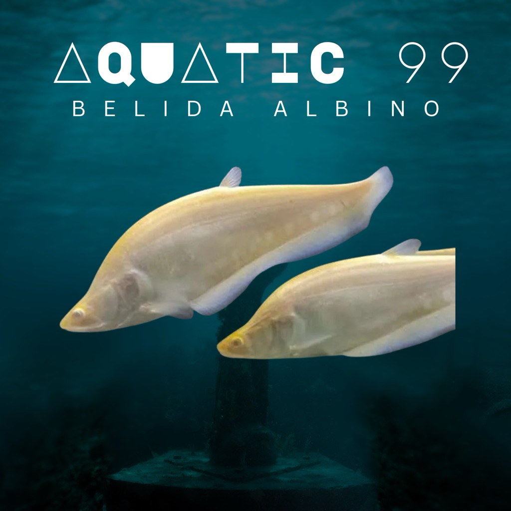Belida Albino 20cm