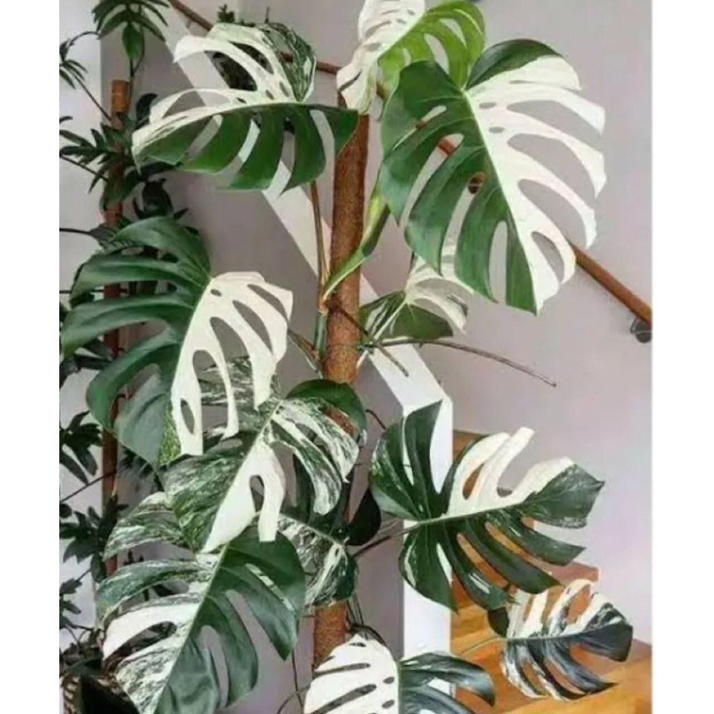 MONSTERA VARIGATA PUTIH MURBLE / TAMAN HIAS MONSTERA