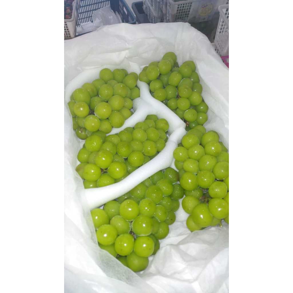 Anggur muscat, anggur shine muscat hijau segar