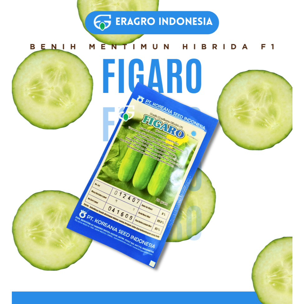 Figaro Benih Mentimun Hibrida F1 Benih mentimun 20 gram