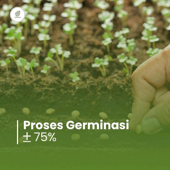 "New" 25 Paket Benih Sayuran Super Paket Benih Sayuran Lengkap Hemat