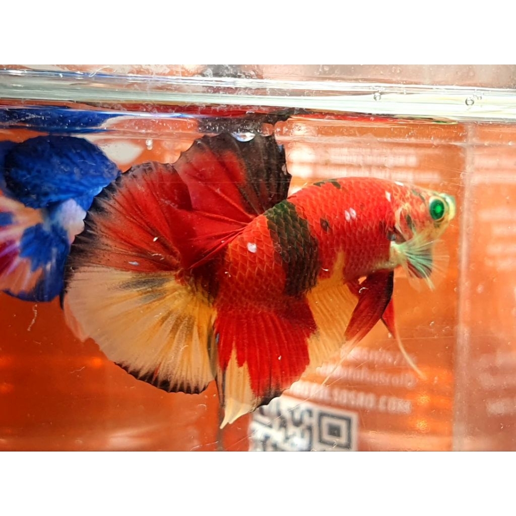 plakat red koi tiger glowfish realpict