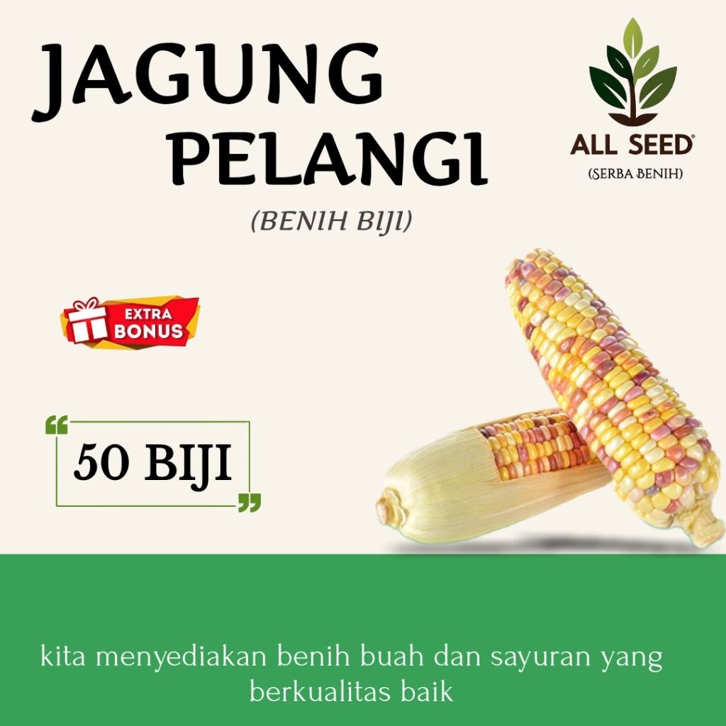 ( 50 biji ) Benih jagung pelangi | bibit biji jagung warna-warni | jagung rainbow