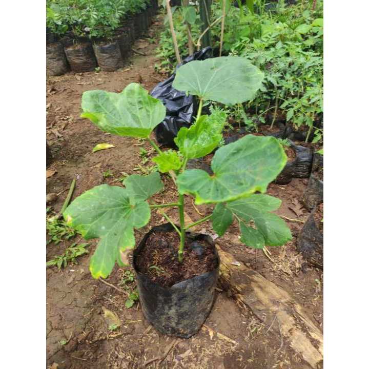 Tanaman Okra Hijau Siap Tanam Bibit Sayur Okra Mudah Berbuah ( BUKAN BIJI/ BENIH )