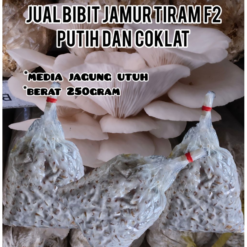 BIBIT JAMUR TIRAM F2 PUTIH DAN COKLAT