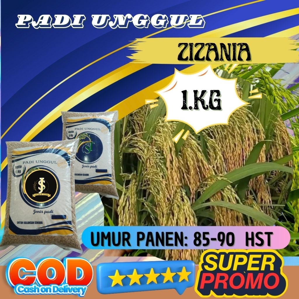 Benih padi unggul zizania aceh original kemasan 1kg Berkualitas / Anti Roboh / Anti Hama - SRI JAYA 