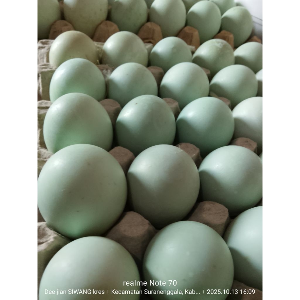 TELUR BEBEK OMEGA JUMBO