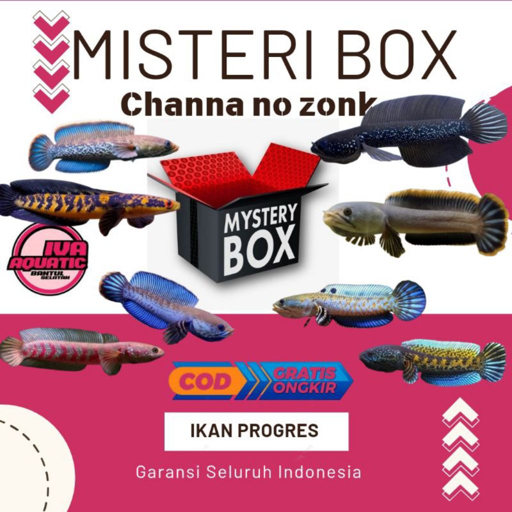 MISTERI BOX IKAN CANA RENDEM HADIAH UTAMA CANA AURANTI NO ZONX