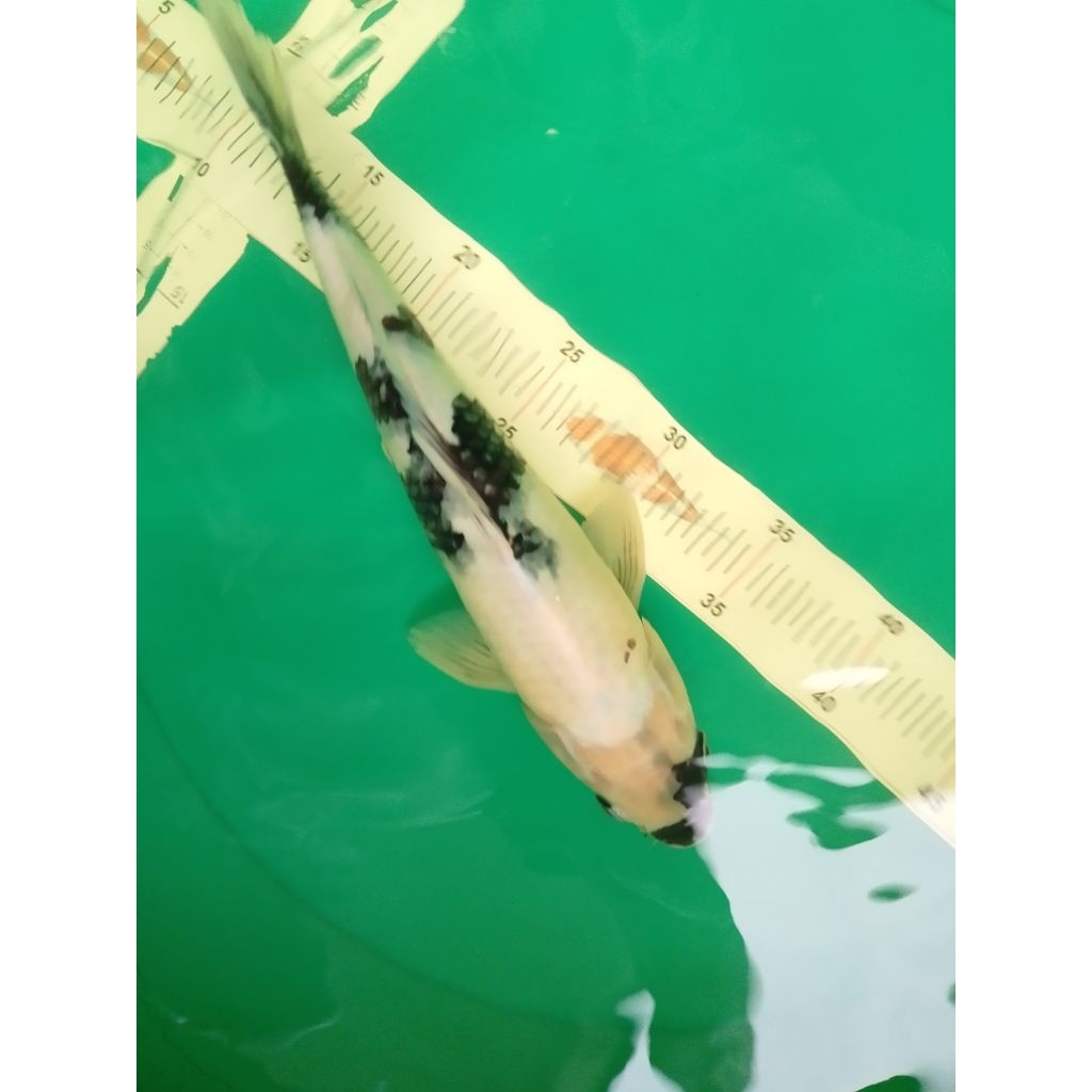 Ikan koi jenis Shiro import sertifikat 32cm