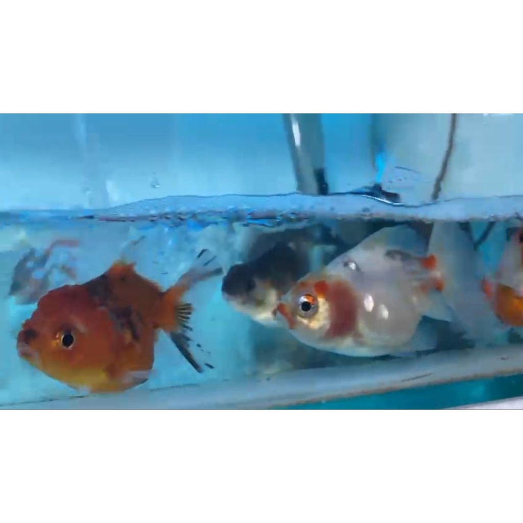 Hiasan Akuarium Koki Oranda Panda