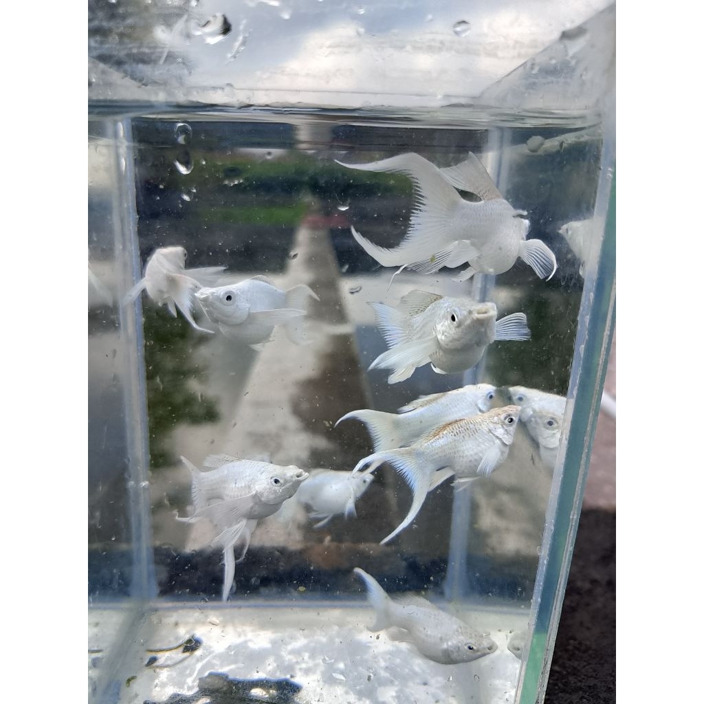 souvenir MOLLY BALON PLATINUM LYRETAIL ( BETINA)