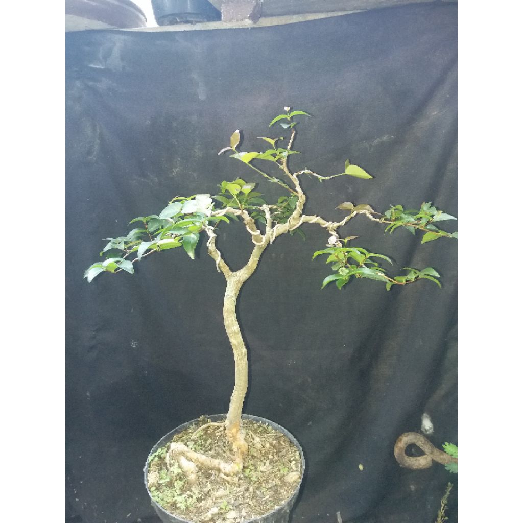 bonsai dewandaru