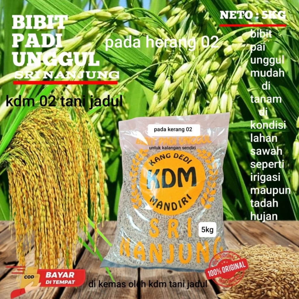 benih padi bibit padi Padaherang 02 kemasan 5 kg benih padi unggul