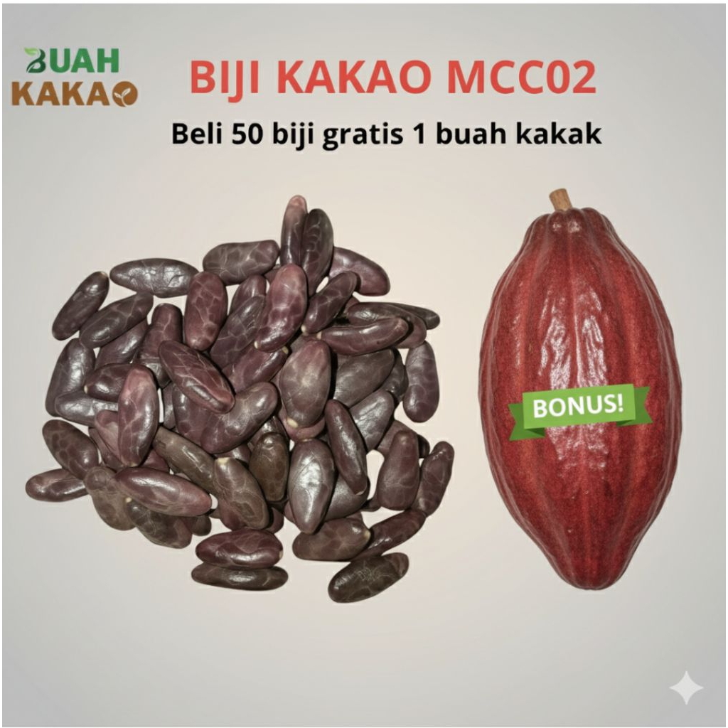 Biji Kakao MCC02 Segar untuk Pembibitan – Daya Tumbuh Tinggi, Siap Semai dari Buah Matang Pilihan – 