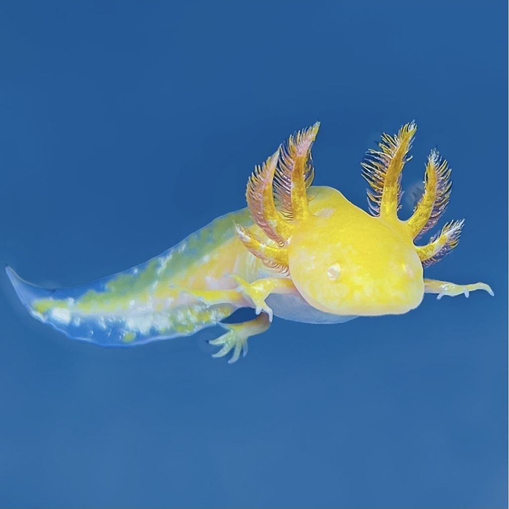 ikan axolotl golden atau salamander air untuk aquarium dan aquascape