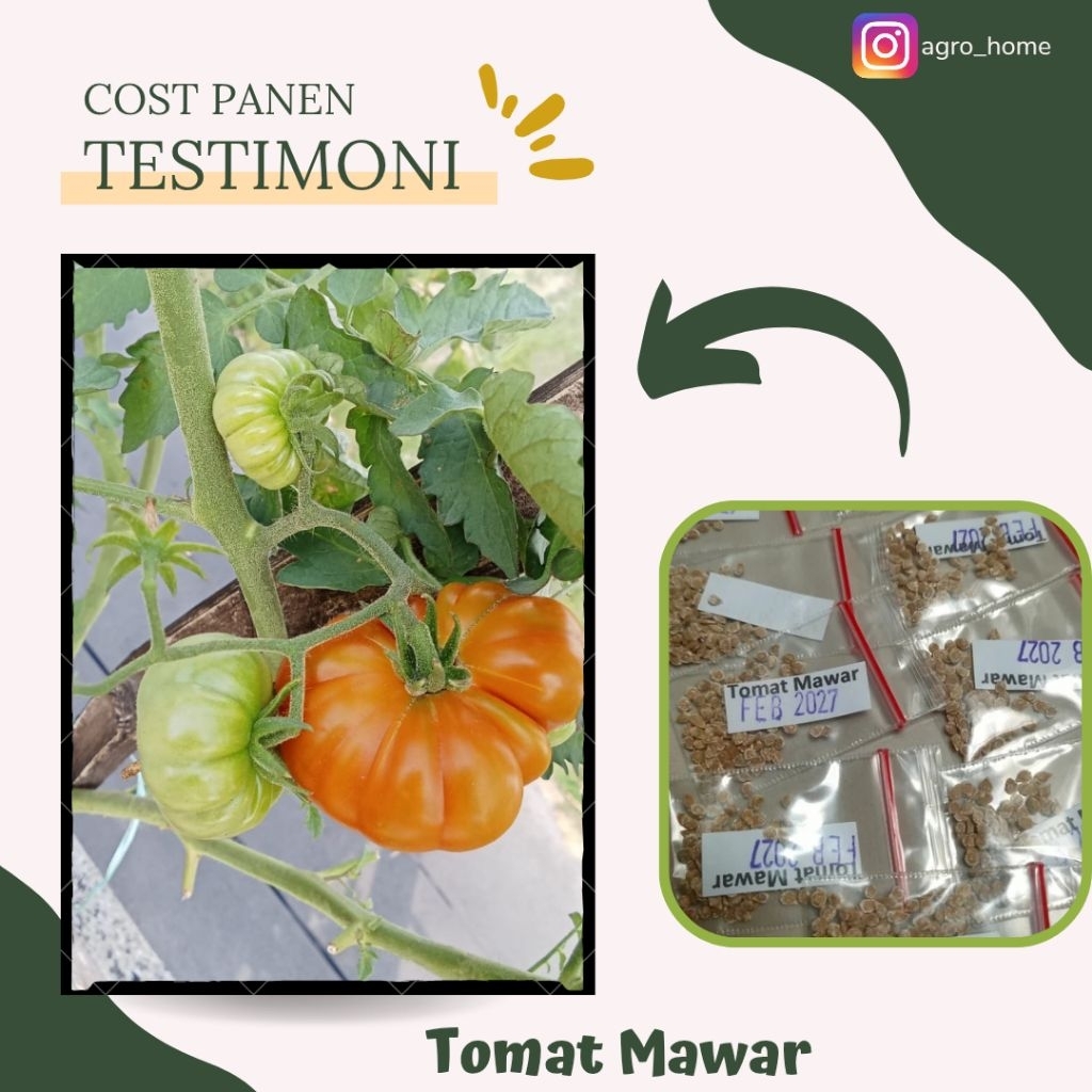 BENIH TOMAT MAWAR BINTANG ASIA